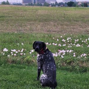 Meet your Posher, Ilianny